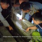 Tersangkut Jaring Ikan, Polsek Muara Kelingi Polres Musi Rawas Bersama Warga Evakuasi Buaya di Sungai Kerambil