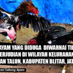 Sabung Ayam Yang Diduga Diwarnai Perjudian Marak di Talun Kabupaten Blitar, Dirreskrimum Polda Jatim Kombes Pol Farman : Segera Ditindak