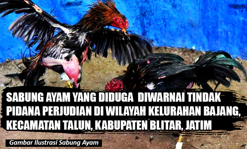 Sabung Ayam Yang Diduga Diwarnai Perjudian Marak di Talun Kabupaten Blitar, Dirreskrimum Polda Jatim Kombes Pol Farman : Segera Ditindak